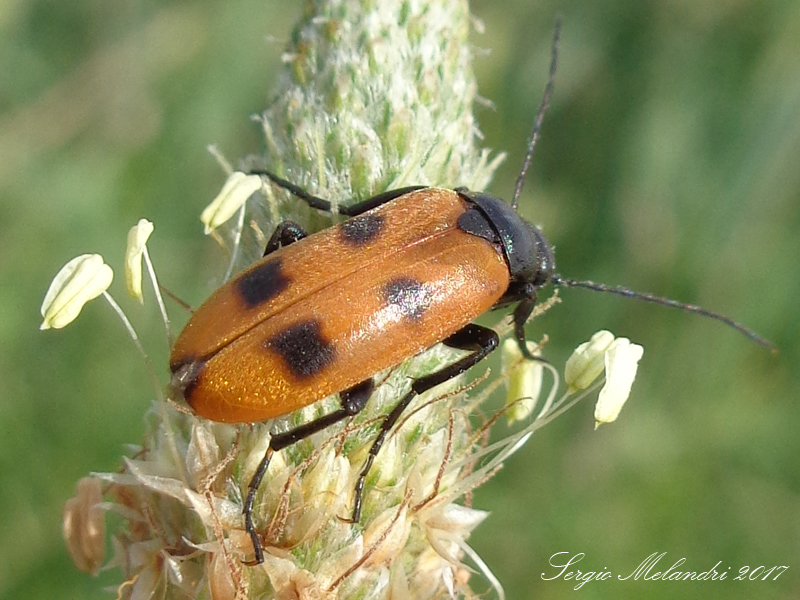 Meloidae - Euzonitis quadrimaculata